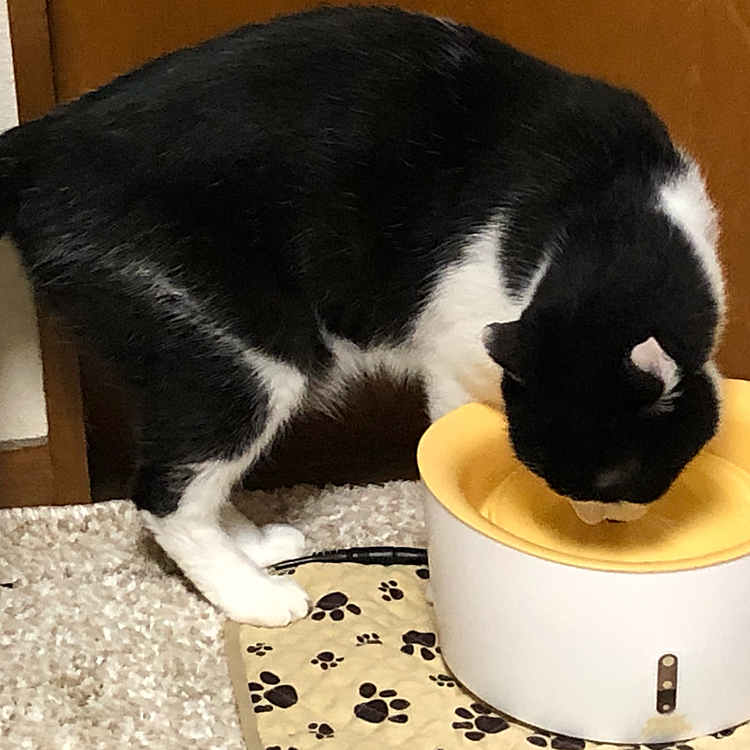 おはようございます。
良太郎さんこだわりの水飲みスタイルがこちらです。