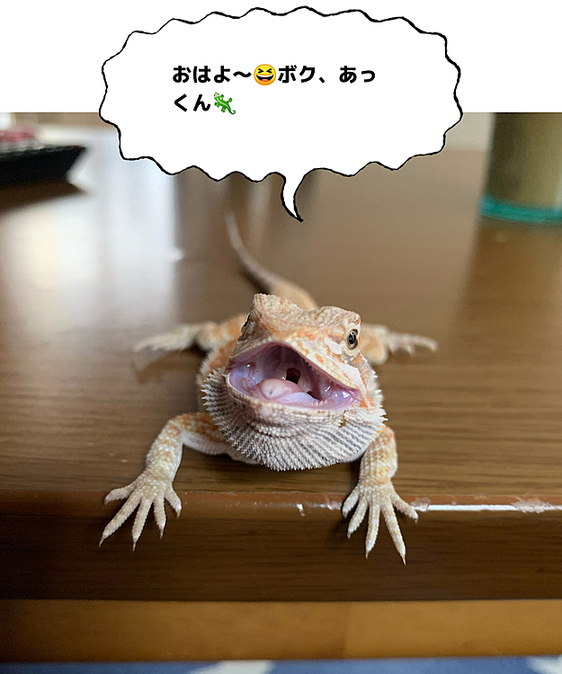 おはようございます🐶
フトアゴヒゲトカゲのあっくん🦎
大きくなりました〜😆
性別も男の子みたいです❣️
おはよう❗️って言ったら、こんな顔してくれました〜😆