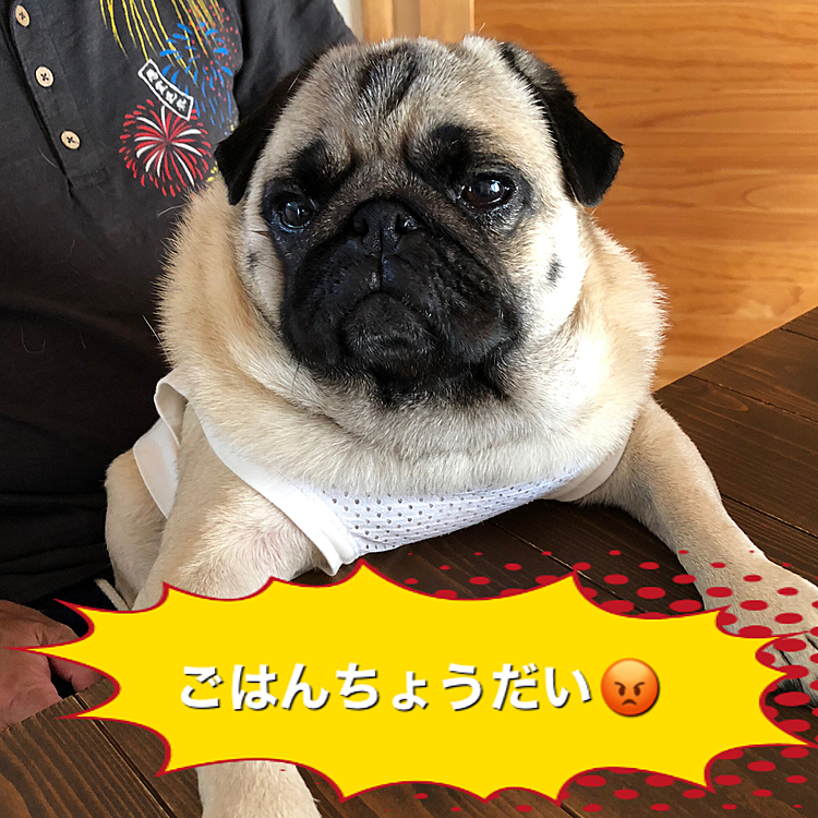 食いしん坊のししまる🐶
転がすと、うまうまが🍚出てくるゲームに夢中です🤣🤣🤣