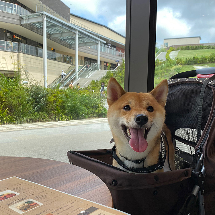 テラスでなく、一緒にランチ🍽できるお店もありました😊