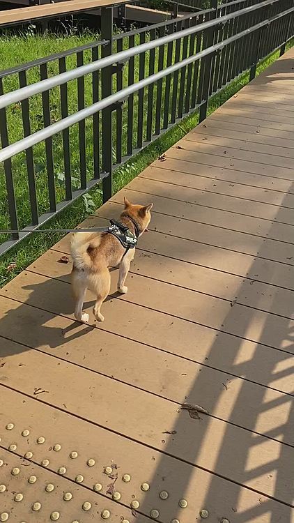 近くにある公園でお散歩もしました🐾
