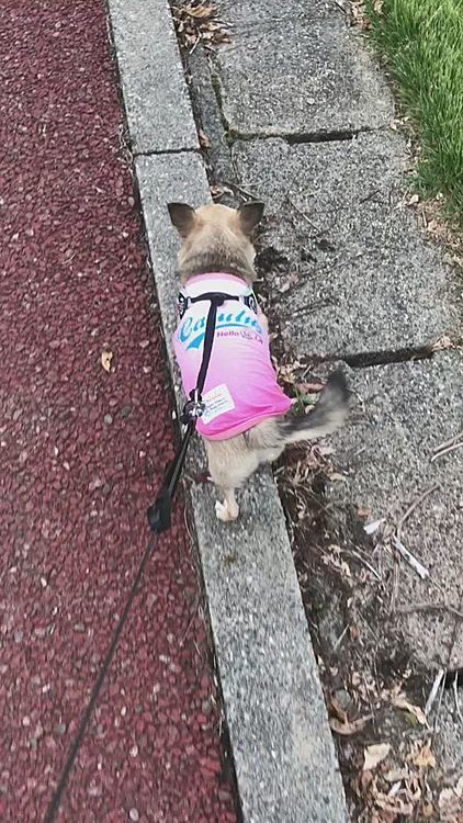 いつもの公園へお散歩へ行って来ました🐶🐾