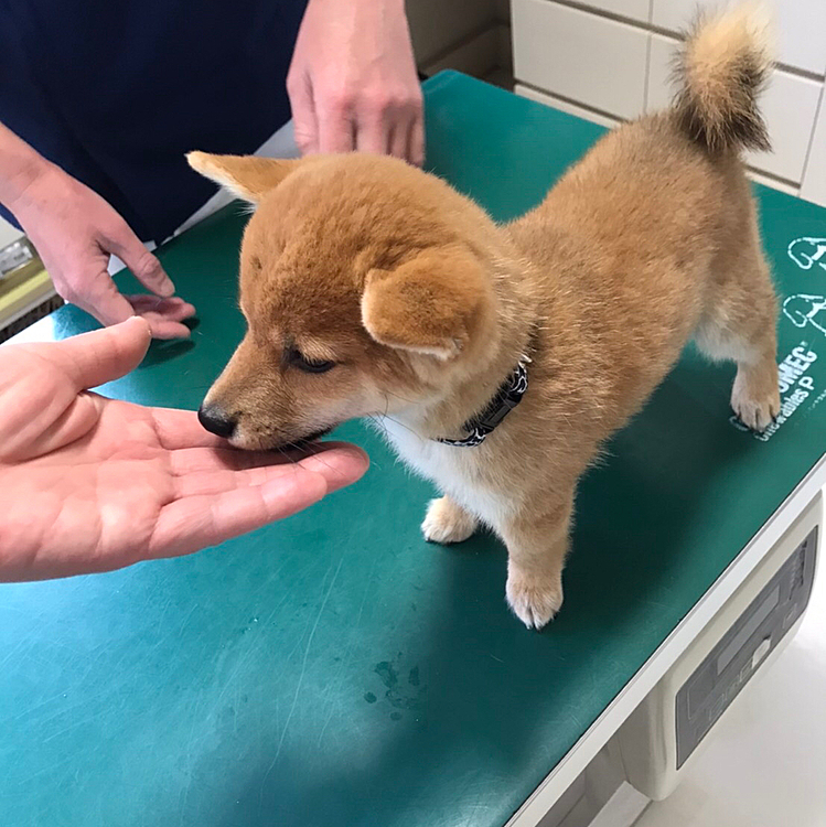 遥琉ちゃん下痢ピー連絡いただきまして早くも本物の病院に行ったようです（._."Ⅱ）
ママいけなくてごめんね(--;)