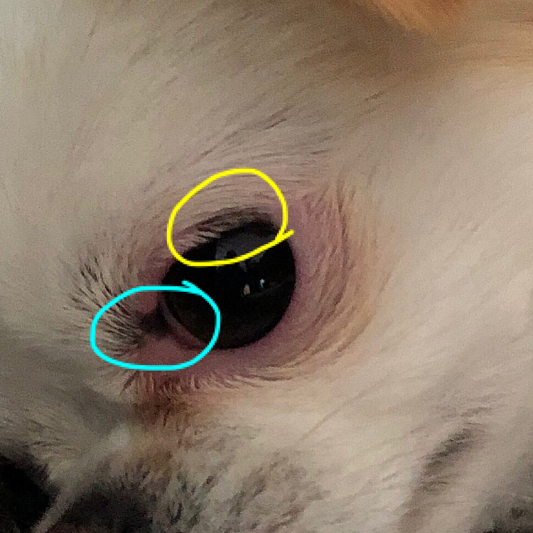 ポコちゃんのまぶた右目は黒く左目はピンクなんですが、左目の黒い部分が増えました❗️👀

黄色の丸の部分は去年黒くなった部分。
水色の丸の部分は最近黒くなってきた部分です。
このままいつか左目も黒くなるのかなぁ？🤔