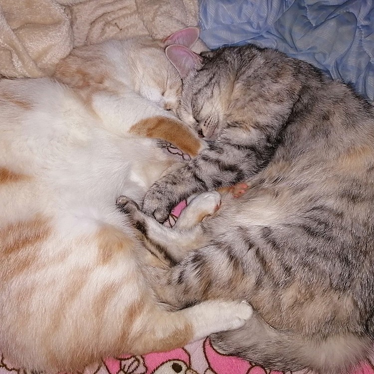 はち(左)とみるく(右)

仲良し兄弟🥰