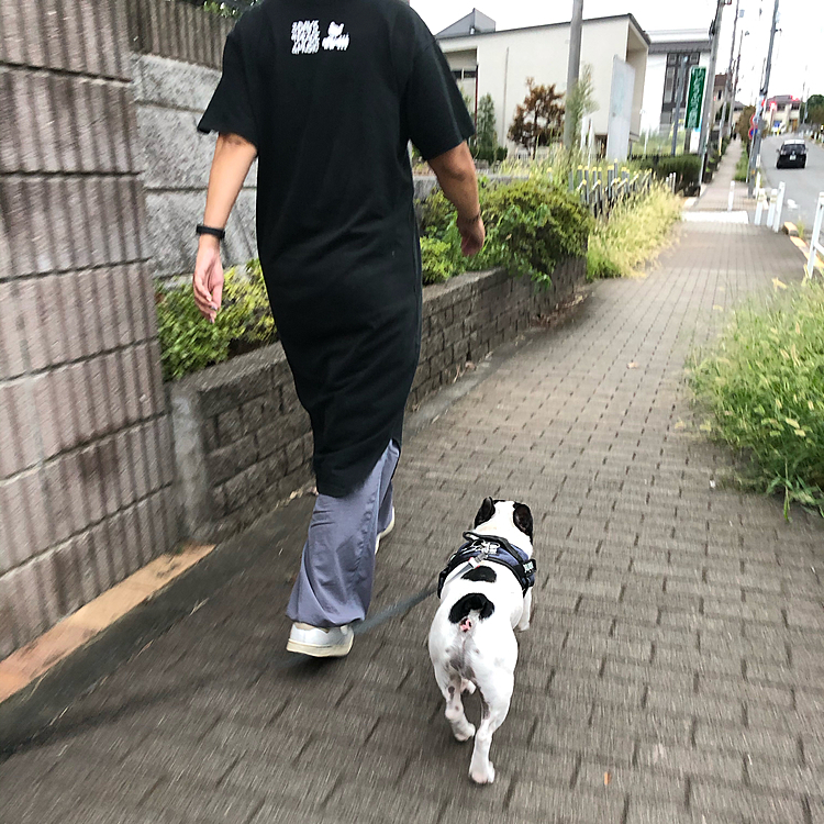 今日の夕散歩は珍しくまろ母がついて来ました😀
歩くのが億劫のまろ母にFitbitの活動量計を買ってあげたら、歩く気になったみたいです🤣