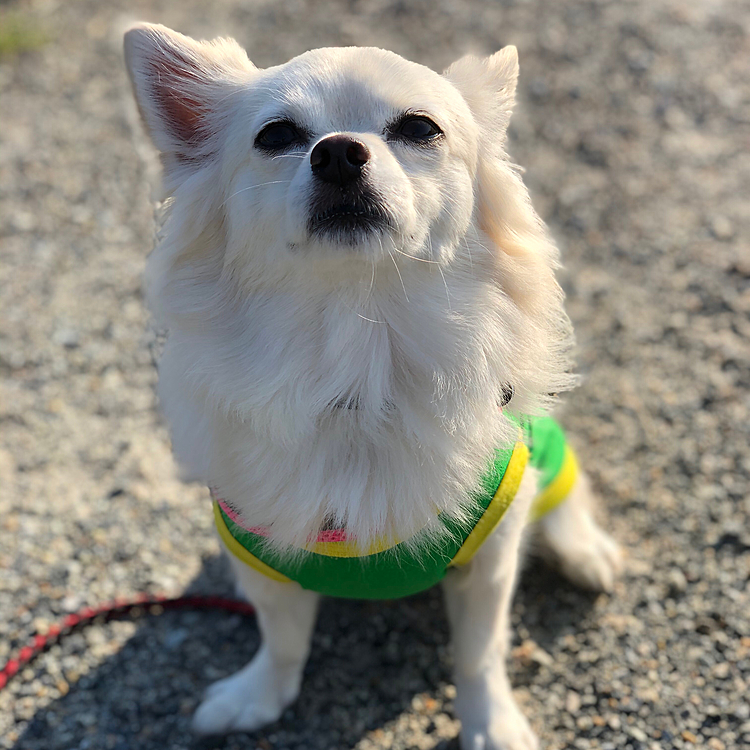 小雪は今朝も元気いっぱいお散歩してきました🎵🐶
いいお天気になってよかったね✨