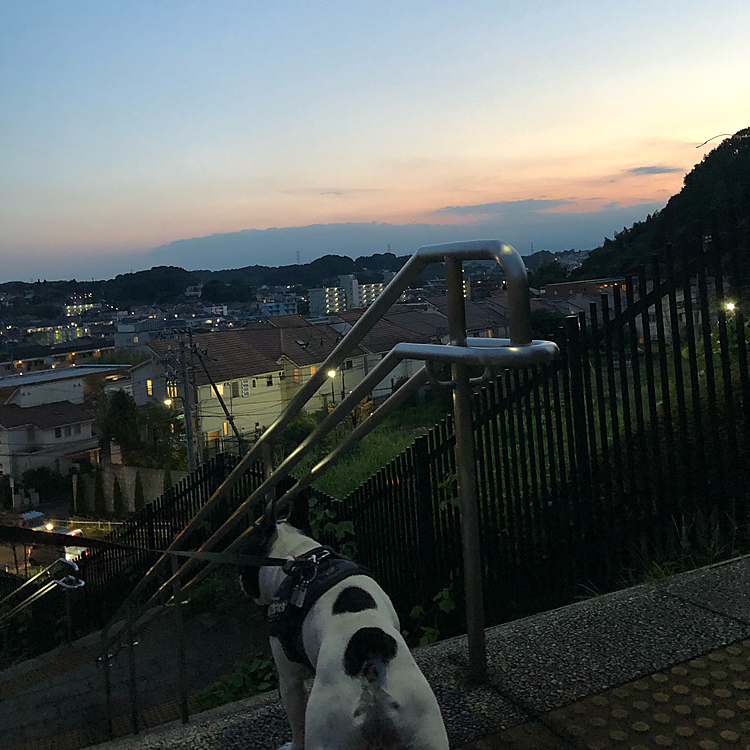 夕散歩、昨日に引き続きまろ母も一緒に行きましたが、昨日ほど張り切らずに通常モードに😅
お散歩行きたくなる様に、もっと嬉しそうにしてやって🤣
日が短くなりました😌