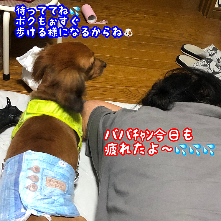 病院の先生に色々アドバイスをいただきながら､一進一退を繰り返しながら､ここの所腰が随分自分の意思で浮いてきて､足自体も前に出るようになってきました｡
ホントにあとひと踏ん張りだょね( ･ㅂ･)و ̑̑
ココ自身も頑張ってるんだからご主人様ももぉひと踏ん張りだネ(๑•̀ㅂ•́)و✧