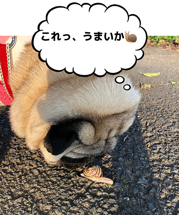 先日のバッタに続き、カタツムリ発見🐌
一家で朝散歩、秋の気配を感じます🐶