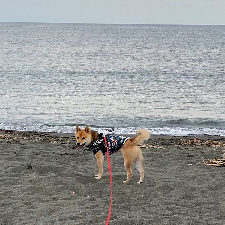 久しぶりに砂浜を走って疲れたようで、帰ってからぐっすりお昼寝してました😴