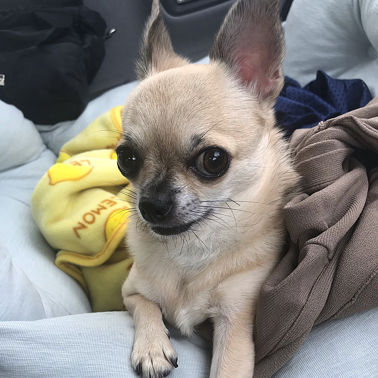 帰りの車🚗でお澄ましポーズ🐶💕今日は、いっぱい走って疲れたね🐶✨