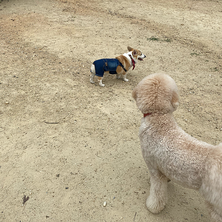 帰り道に高速のドックランにも寄って大きいお友達とランランして来ました🐾🐾