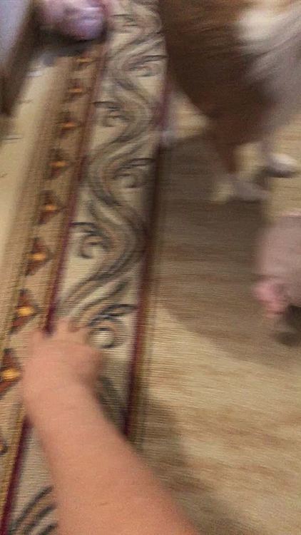 小春はお家でボール&オモチャ遊び🎵🐶
ブタさん狩りで忙しいね🤣
優しく扱ってくれなきゃ、破れちゃうよ〜💦