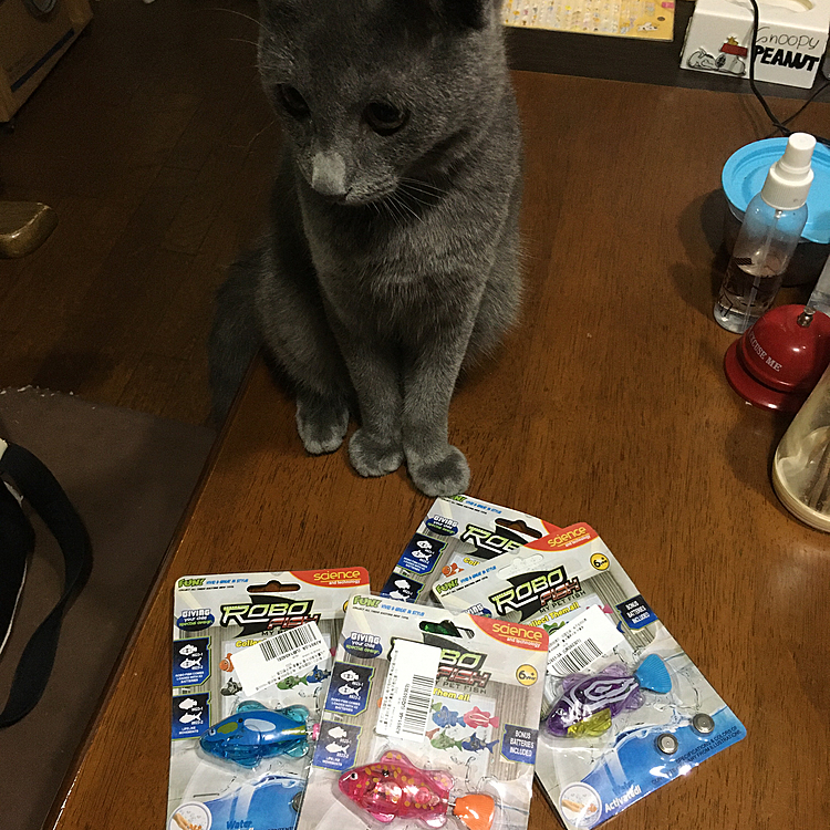 ４匹で700円！