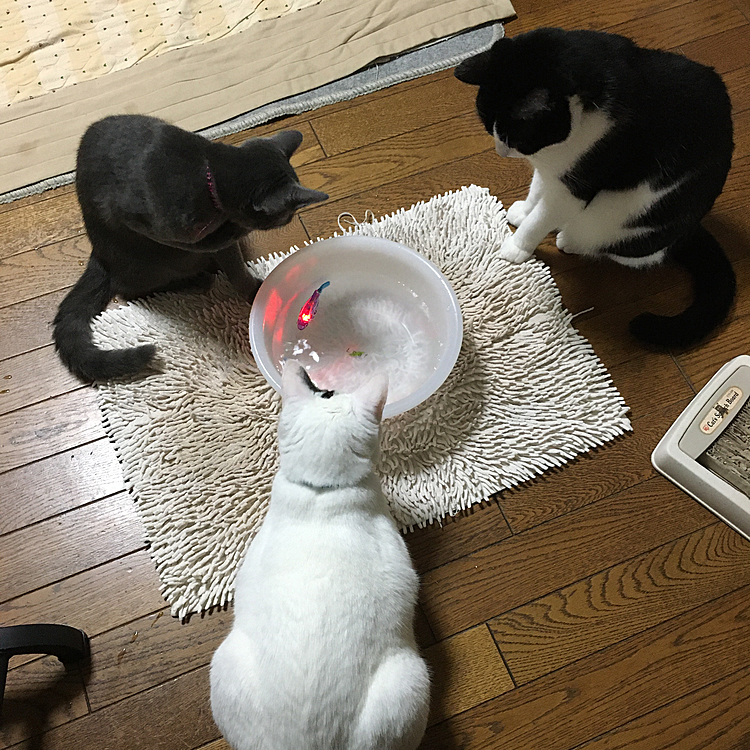 ヒマちゃんはあまり興味ないみたいです(;_;)