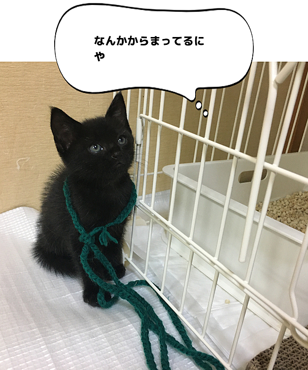 紐猫