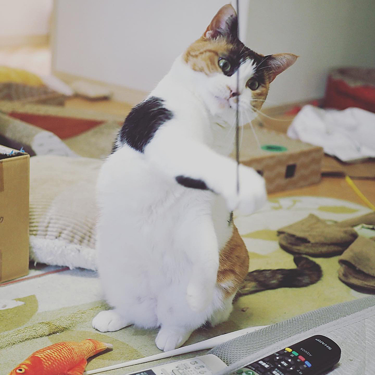 引っ張るにゃ