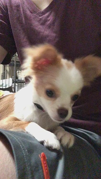 脚の上で、小雪用フードをモリモリ食べます🎵
小春はすっかり食欲の秋です🐶
ちゃんと噛んで食べてよ〜😂