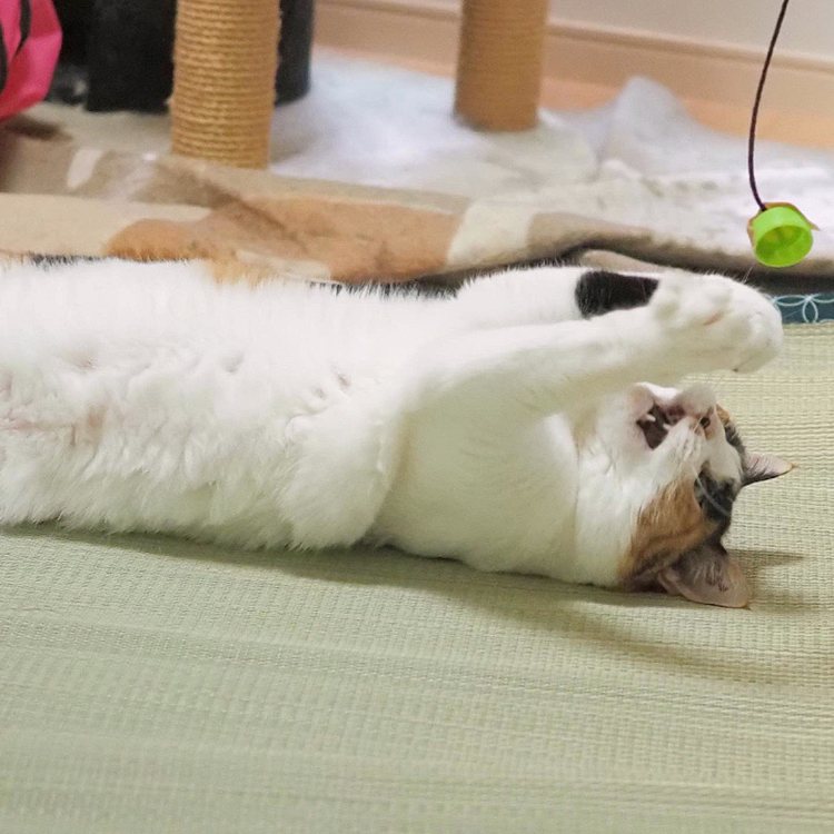 パンチにゃ