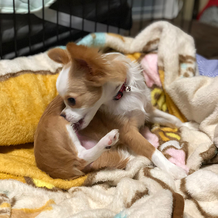 小春は起き抜け、まだまったりしたいの🐶