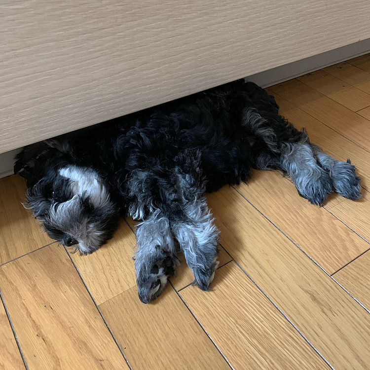 キッチンの足元で寝るのがお気に入り♡