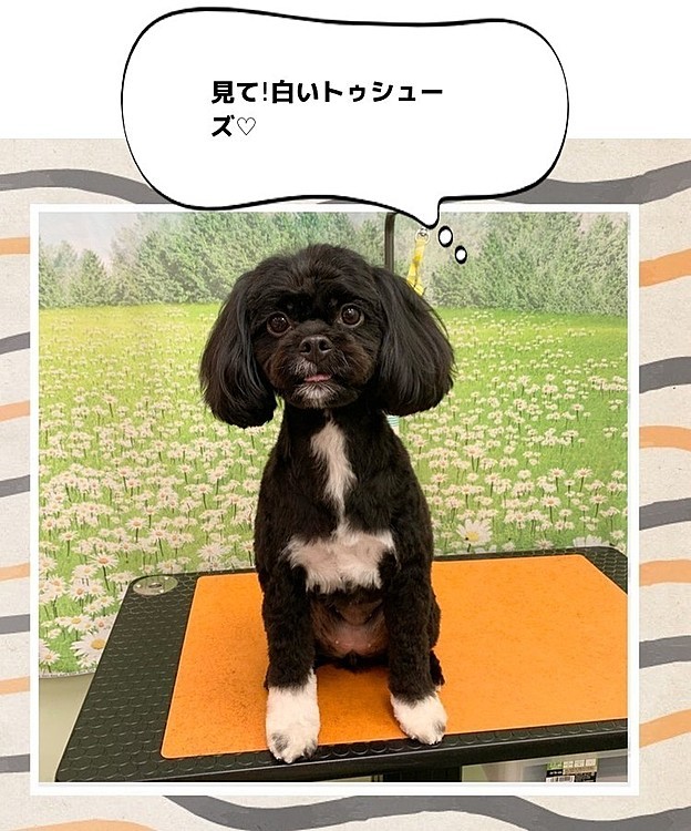 トリミング後のおすましポーズ♥
いつもまつ毛まで短く切られますが、何故か今回はまつ毛が切られてなかった…皆さんの行っているサロンでは愛犬のまつ毛、カットされて帰って来ますか?