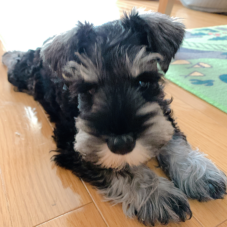 トイトレ完了間近🥳
知らないうちにトイレでちゃんとしてたり
だいぶ目を離せる様になってきた🎉