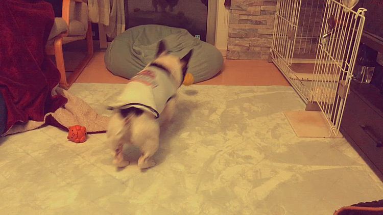 掃除機と闘った後は、いつもの様にボールでのエクササイズです😁