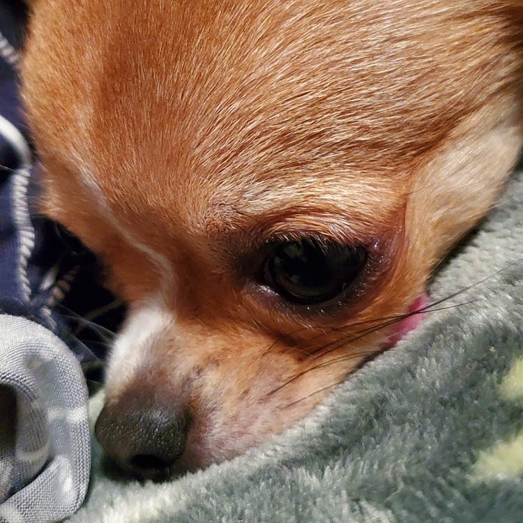 おねんねの時間だよ😊
ごちゅじんも派遣先が過酷すぎて疲れた😖💦
明後日行けば３連休‼️
お出かけしようね🎵
