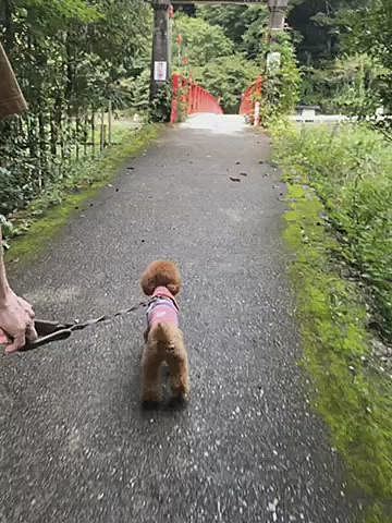 橋を渡るのも平気です❣️
この吊り橋、結構揺れてるけどお構いなしにグイグイ進んで行きます🐾

相変わらず落ち着きが無いので、ボールに歯磨きガム挿してみました😆