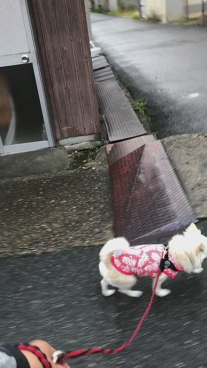 地面が濡れてるのは気に入らんけど
私が仕事休みやから❓
機嫌よく歩いてくれました🎵🐶☺️