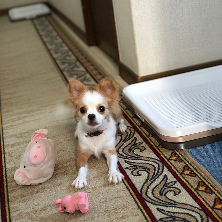 小春怪獣は朝から元気いっぱい🎵🐶
狭い廊下をバタバタ🐾🐾🐾