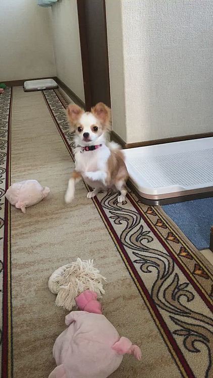 ボールやオモチャで遊んでテンション上がってます👍😆

今日はシャンプー🧴に行くねんで🚗
小春はシャンプーの後に病院にノミダニ＆フィラリア薬💊もらいに行くからね〜🚗

