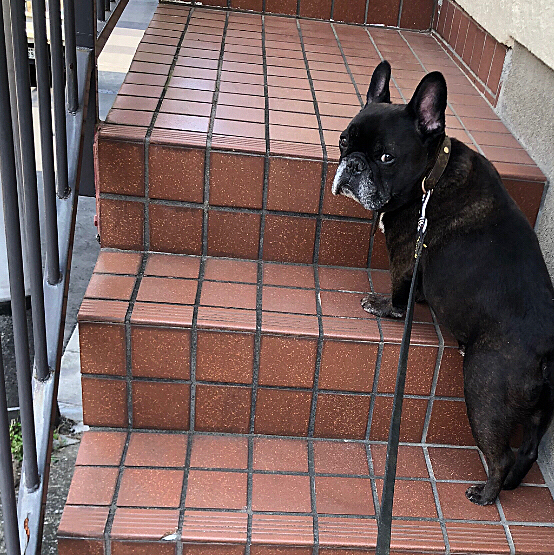 新築、中でも階段が大好きメンズ。
犬から不動産屋へ転職する？