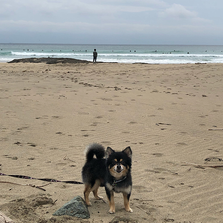 早朝から起きて浜辺をお散歩🐾🌟

サーファーの方達がちらほらいました🏄‍♀️

とらくんはお鼻に砂をつけて歩いてましたよ🐯笑

