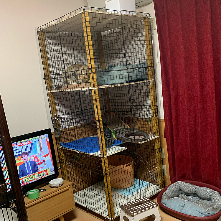 猫ケージを作ると言い出してからはや4ヶ月！
やっっっっっっっと完成しました！！