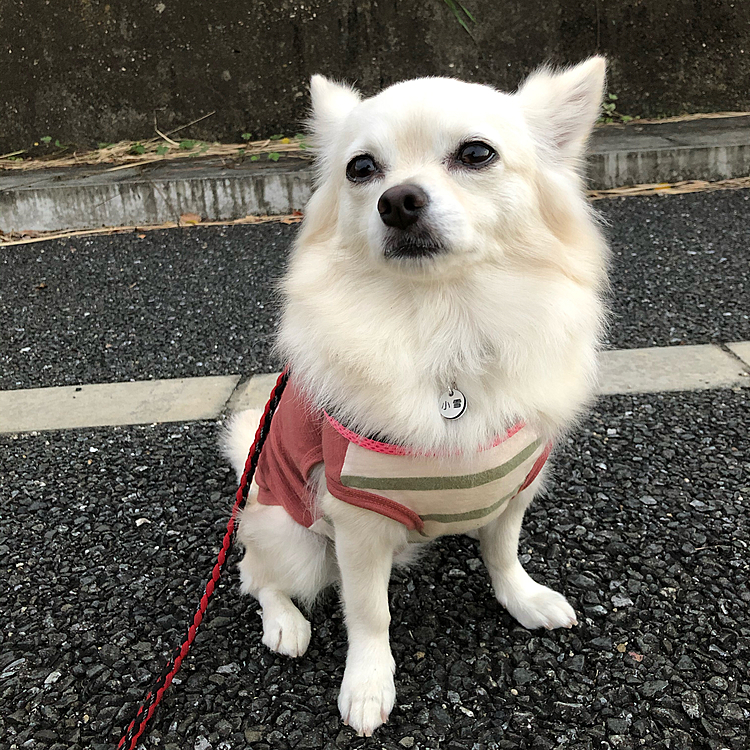 おはようございます☀
今朝は肌寒くて、思わずジャージ着ました😅