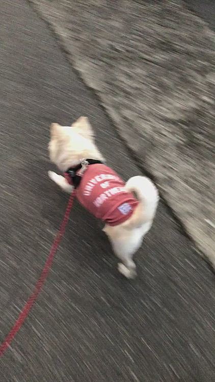 小雪は今朝も元気いっぱいお散歩してきました🎵🐶
人より体温が高いから肌寒くないのかな❓🤔
腹巻してたから絶好調やね👍😊