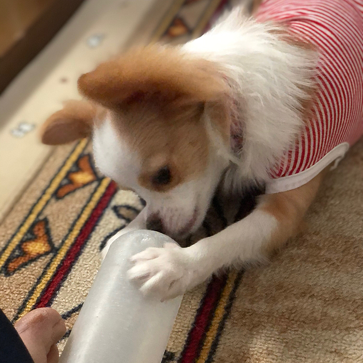 小春怪獣は笛入りオモチャでハッスルハッスル〜🎵🐶