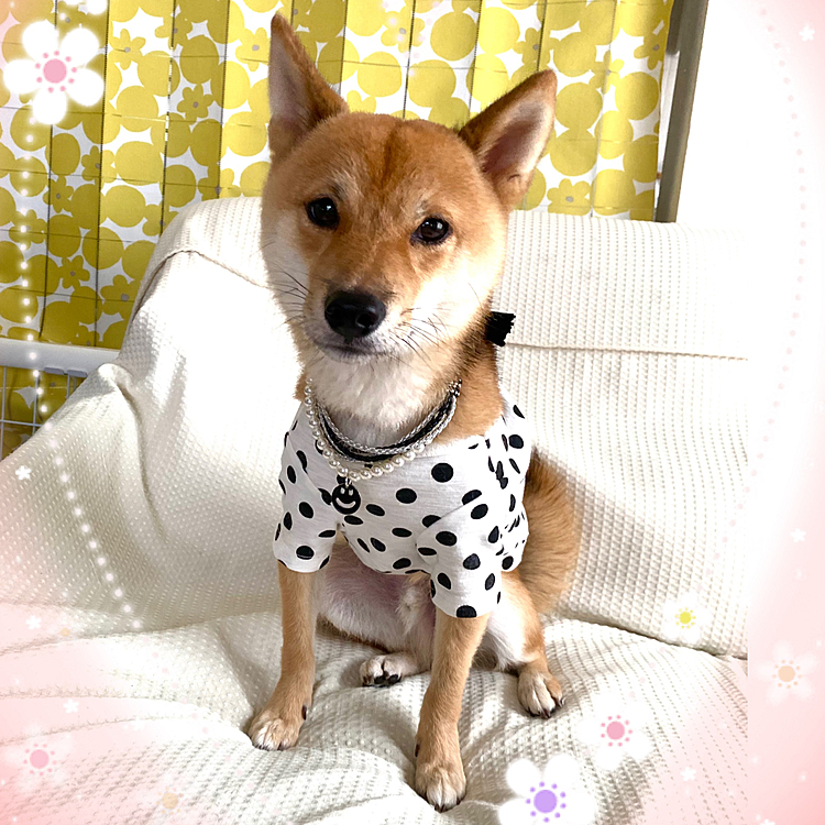 ちょっとオメカシさせてみたけど、櫂は不満そうでした😅
