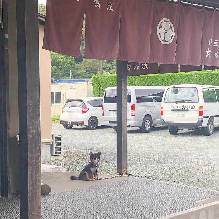 
おまけ🌟
ご飯中、ペット不可だったのでお外で待ってる忠犬とら🐯🐾

