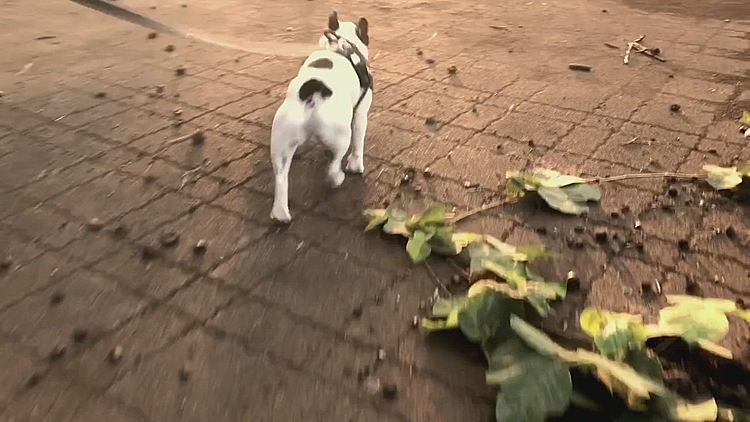 草ぼうぼうで、とても中に入れる状況ではなかった広場もやっと草刈りが入った様です😀
今度は階段をダッシュ💨で😁