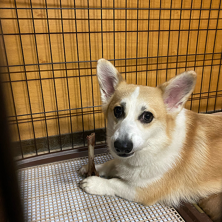 こないだ行って来たアウトドアドッグフェスタのお土産でえいとに鹿の骨を買ってあげたのをあげたら凄い勢いでカリカリしてます‼️
もう寝るのと1時間経ったので片付けようとしたら手で押さえてウ〜って怒り出しました。
