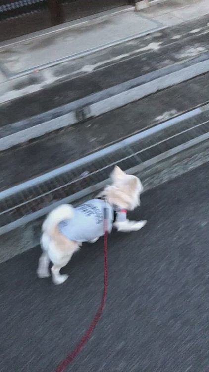 小雪は今朝も元気いっぱいお散歩してきました🎵🐶
絶好調で小走りルンルンでした✨
朝は毛布が気持ちいいらしくて起きにくそうやったのにね🤣