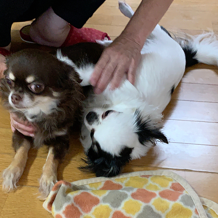 だいぶ前の写真です。
昨日から2匹とも具合悪く、リンダ吐いてるし、下しています。痢もしている。
太陽は血の混じった便をしています。
一夜明けた今は様子見しています。
2匹とも絶食状態です。
午後から医者かも。