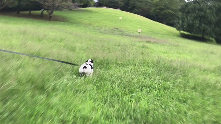 草地の上を走るのは気持ちが良いですね❣️
でも、登りのダッシュ💨はキツい🤣
