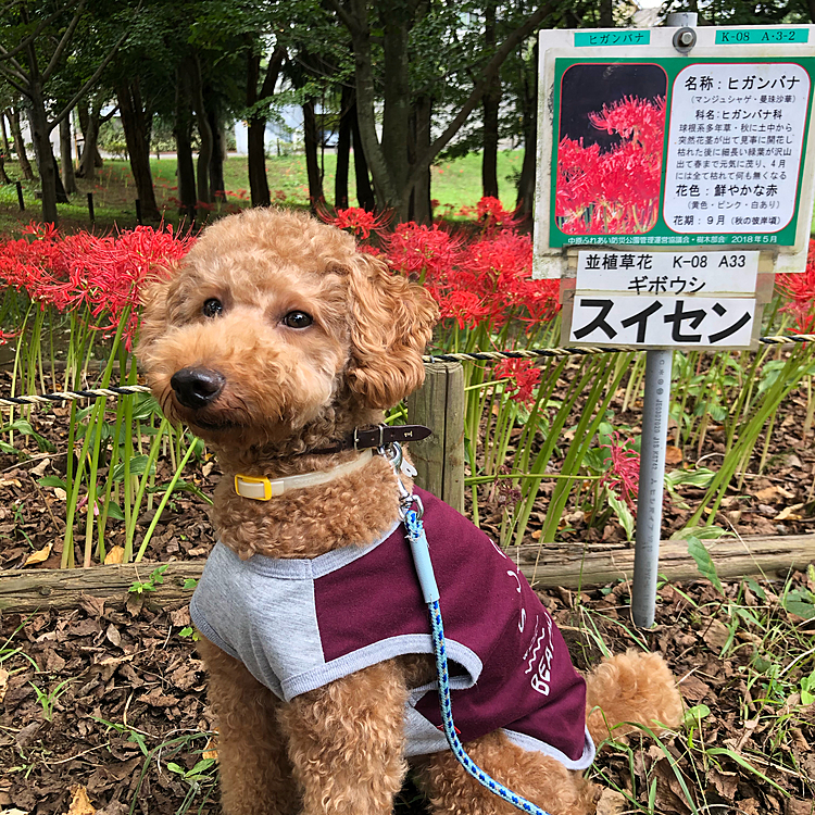 彼岸花と1枚です😃
スイセンなのかどうかは知りません😅