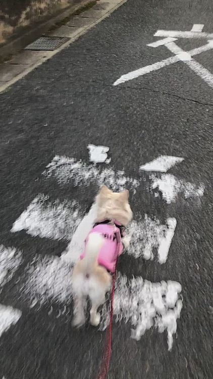 小雪は今朝も元気いっぱいお散歩してきました🎵🐶
ご機嫌さんで小走りルンルンやね🐾
シェルティー＆ボクサーをお散歩してたおじさんを見かけたね✨
おじさん…引っ張られた😅