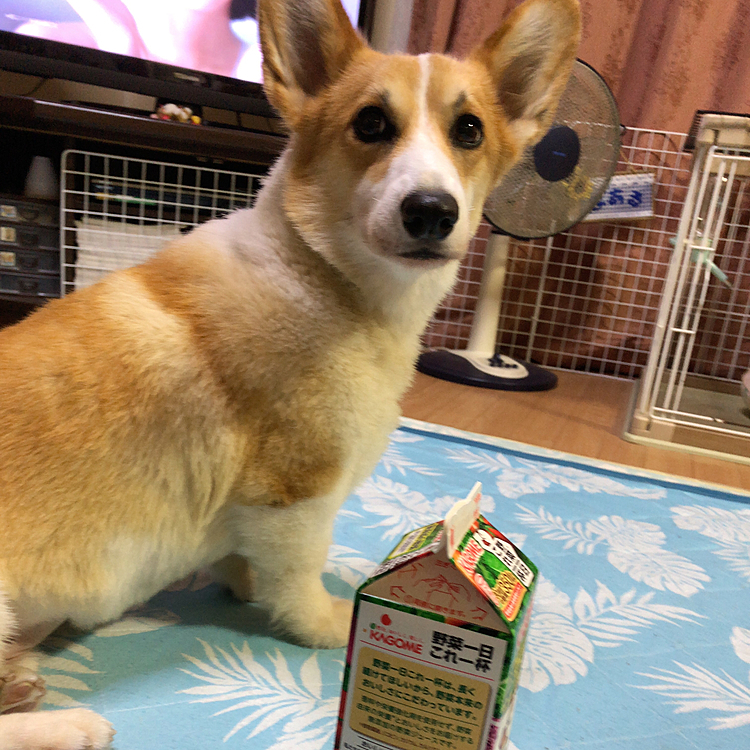 おかーさん。。牛乳パック出して何してんの？💦実際には野菜ジュース🤣
え？まあるのサイズ感お見せしようかと😃
これじゃわからないね😃